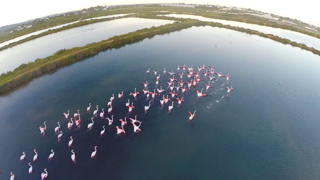 リアル マリーナ ホテル ＆ スパ オリョン エクステリア 写真 Flamingoes at the lake